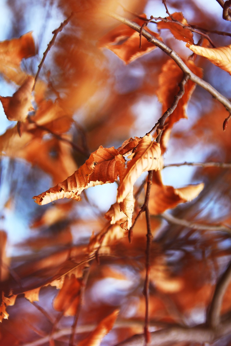 Pack 2 Tableaux photo Feuillage - Bois MDF - 60x40 cm