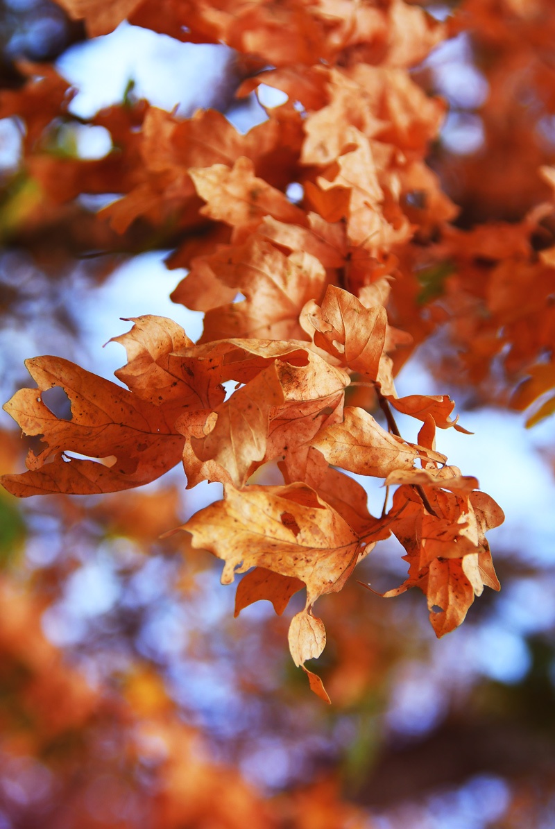 Pack 2 Tableaux photo Feuillage - Bois MDF - 60x40 cm