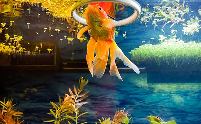 Anneau Flottant Aquarium avec Ventouse - Ring Fish Feed Safe