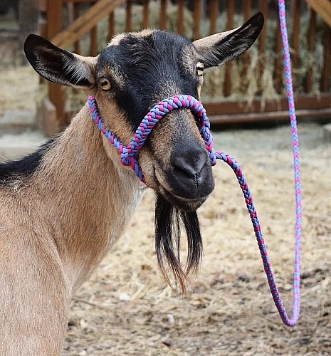 Corde pour attacher les moutons et les chèvres