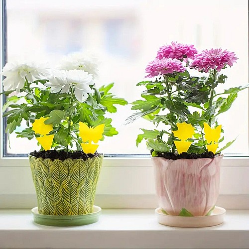 BOSS TAPE Anti Moucherons Plantes Intérieur, Pièges Engluées Autocollants (4pcs) 20cm